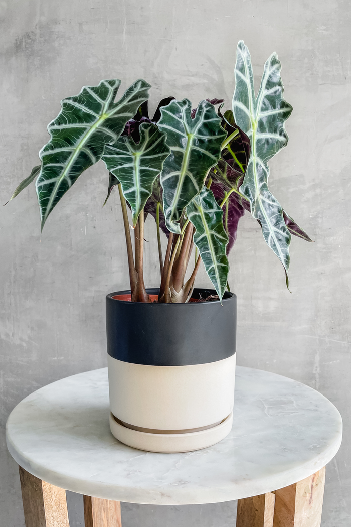 Alocasia 'Dwarf Amazonica' 6"