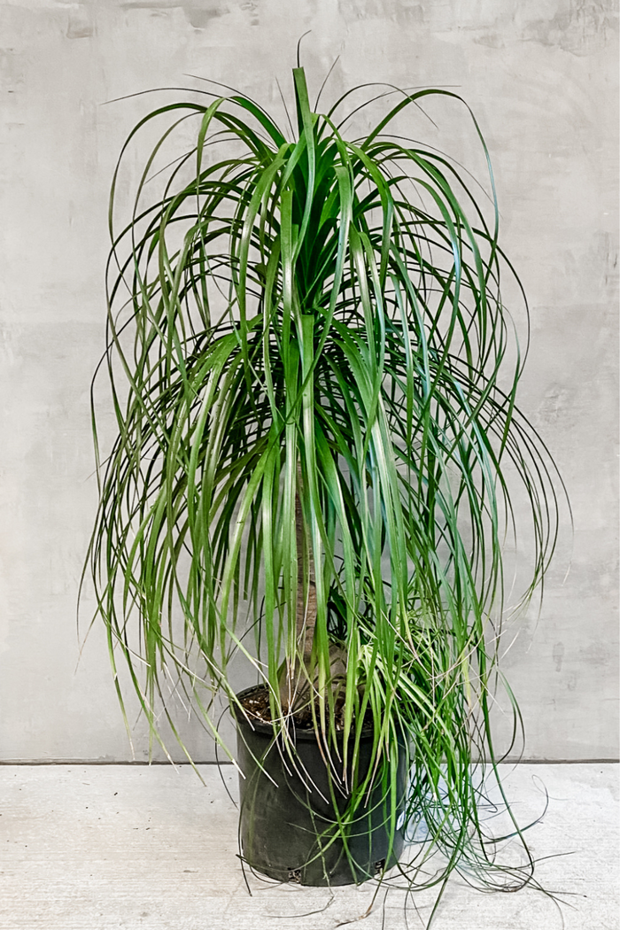 Ponytail Palm