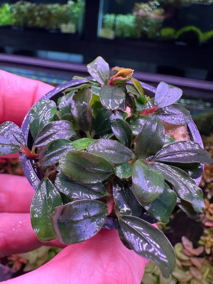 Bucephalandra Helena: glossy dark green plant with purple undertones in black pot