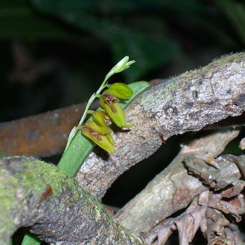 Bulbophyllum