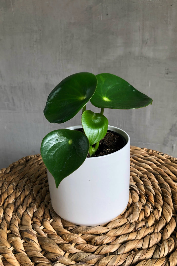 Peperomia Raindrop