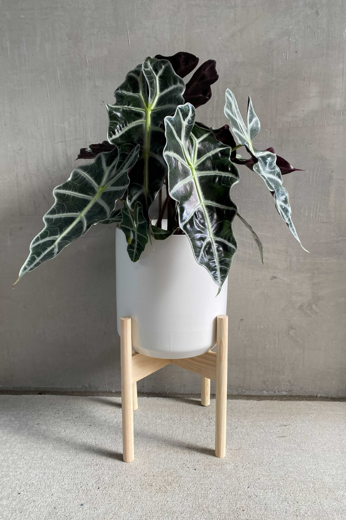 Alocasia Dwarf Amazonica