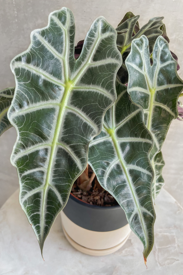 Alocasia 'Dwarf Amazonica' 6"