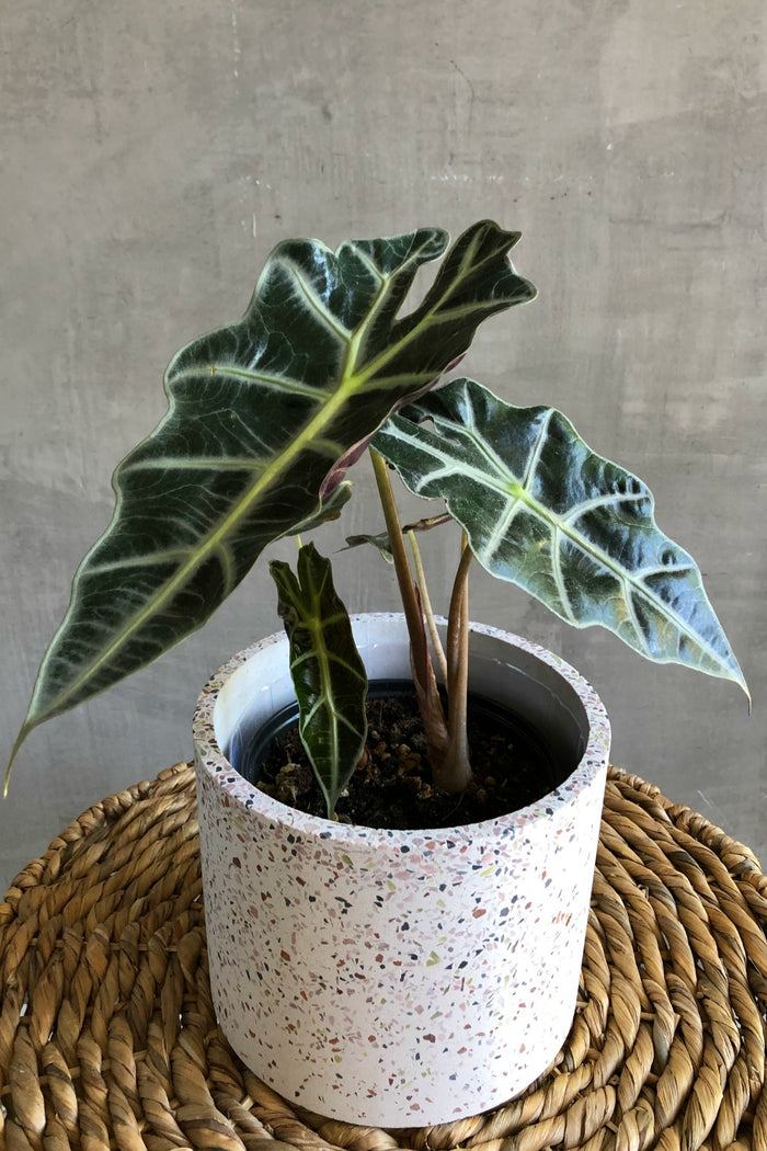 Alocasia Dwarf Amazonica