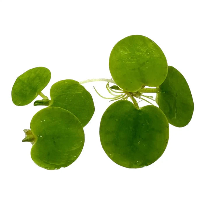 Amazon Frogbit Limnobium laevigatum green leafy aquatic plant