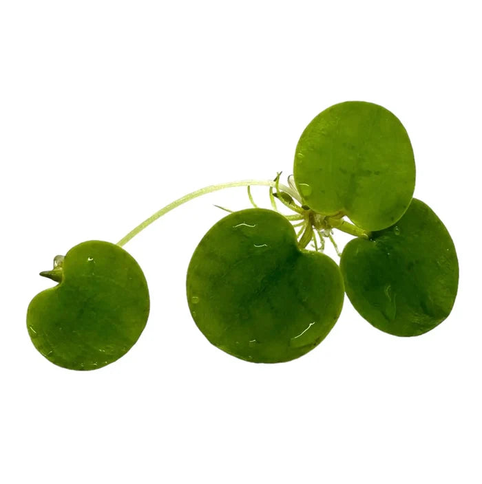 Amazon Frogbit Limnobium Laevigatum with glossy green leaves and water droplets