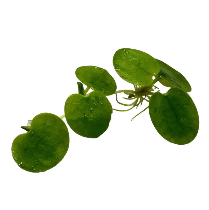 Amazon Frogbit Limnobium laevigatum round green leafy aquatic plant