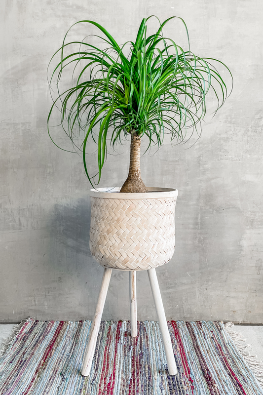 Ponytail Palm