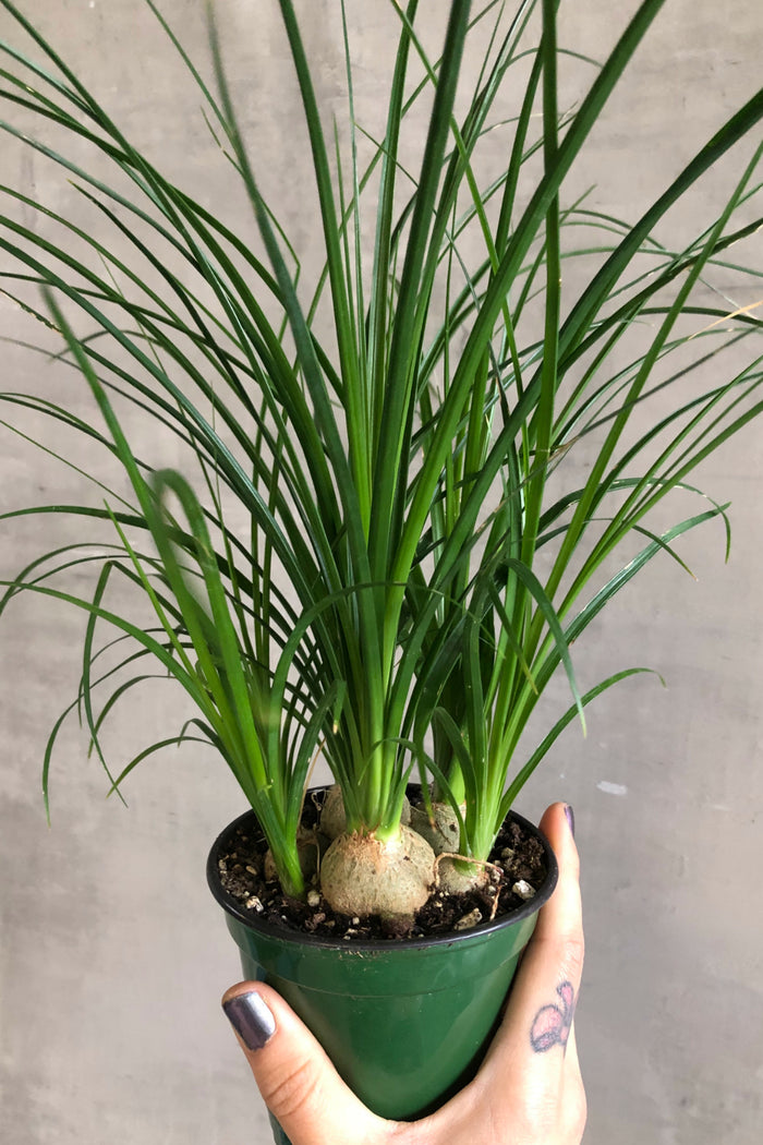 Ponytail Palm