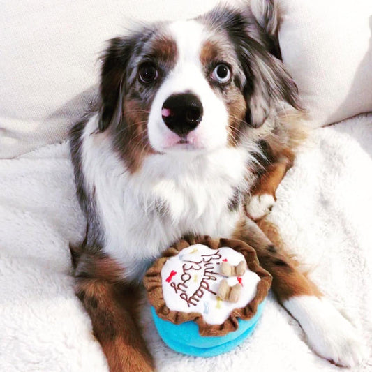 Birthday Boy Dog Toy