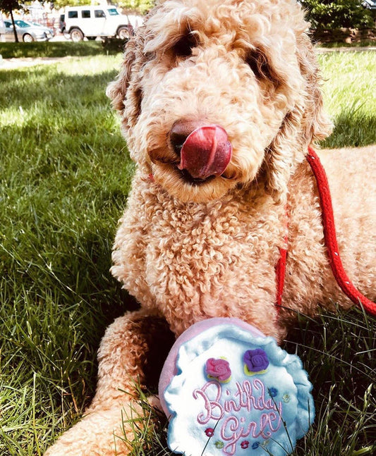 Birthday Girl Dog Toy