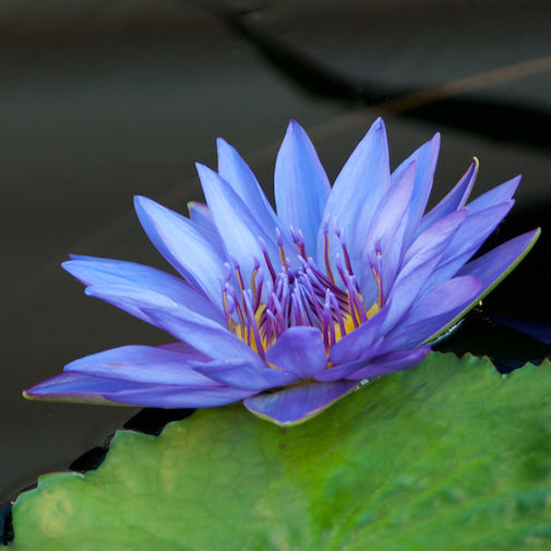 Blue Lotus