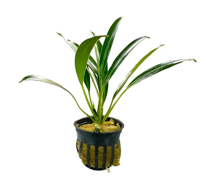 Bucephalandra Gigantea green leafy plant in black pot with yellow grid pattern