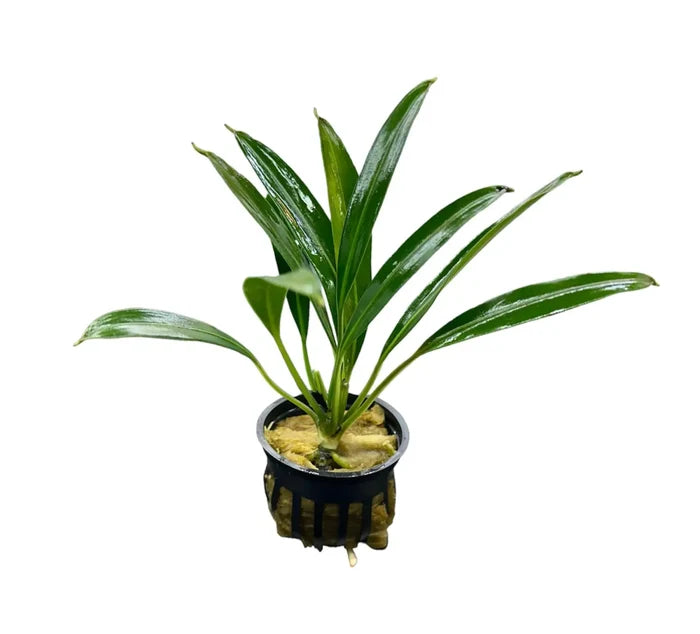 Bucephalandra Gigantea green leafy plant in black pot with water droplets