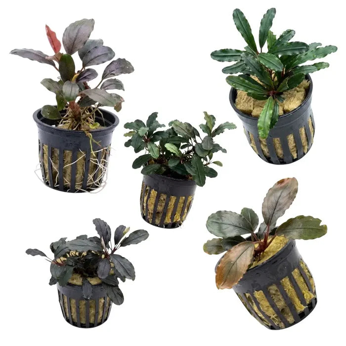 Five black plastic plant pots with vertical slits each holding a different aquatic bucephalandra gigantea plant variety