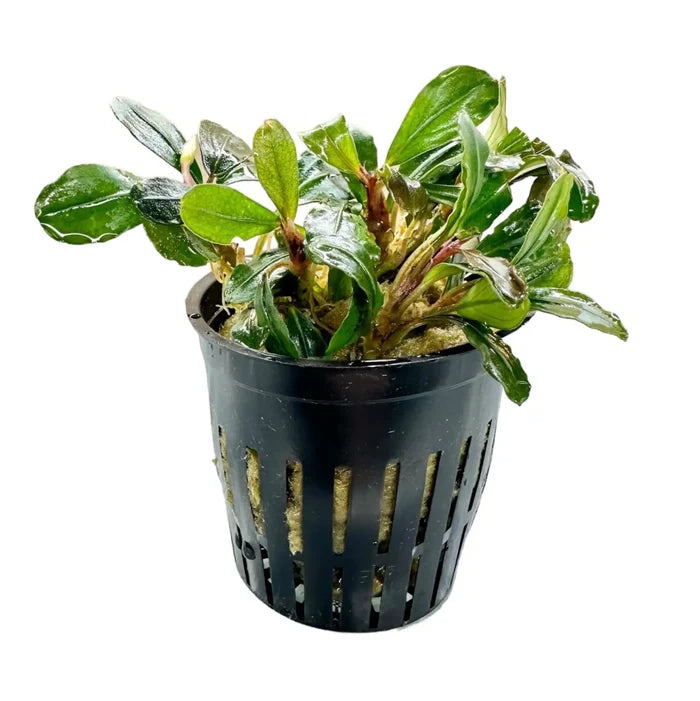 Bucephalandra Helena in black pot with glossy green leaves and red stems