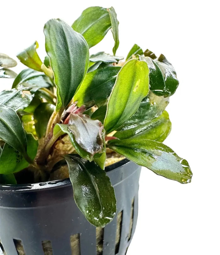Bucephalandra Helena: lush green aquatic plant in black pot