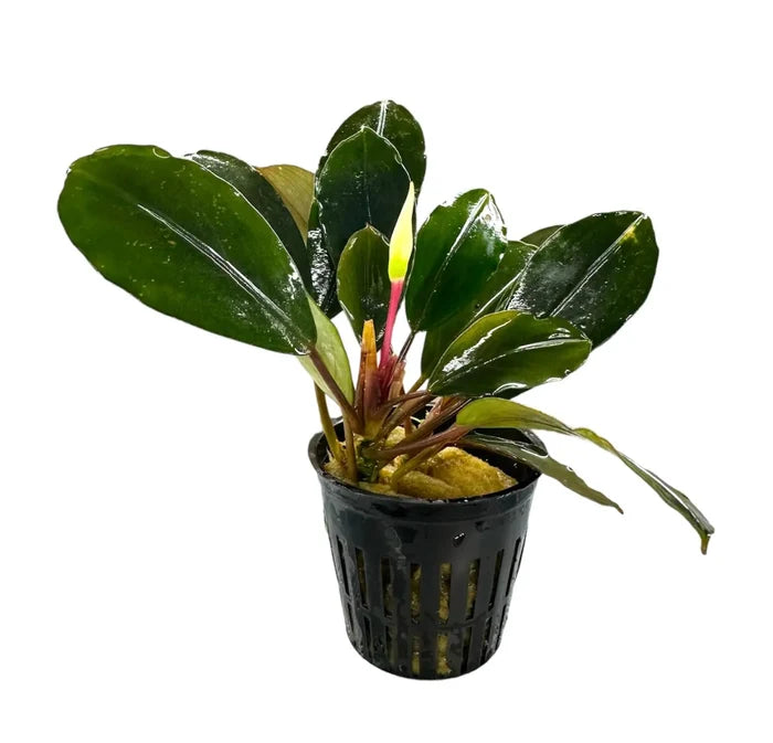 Bucephalandra Pearl Grey with lush green leaves and yellow-green bud in pot