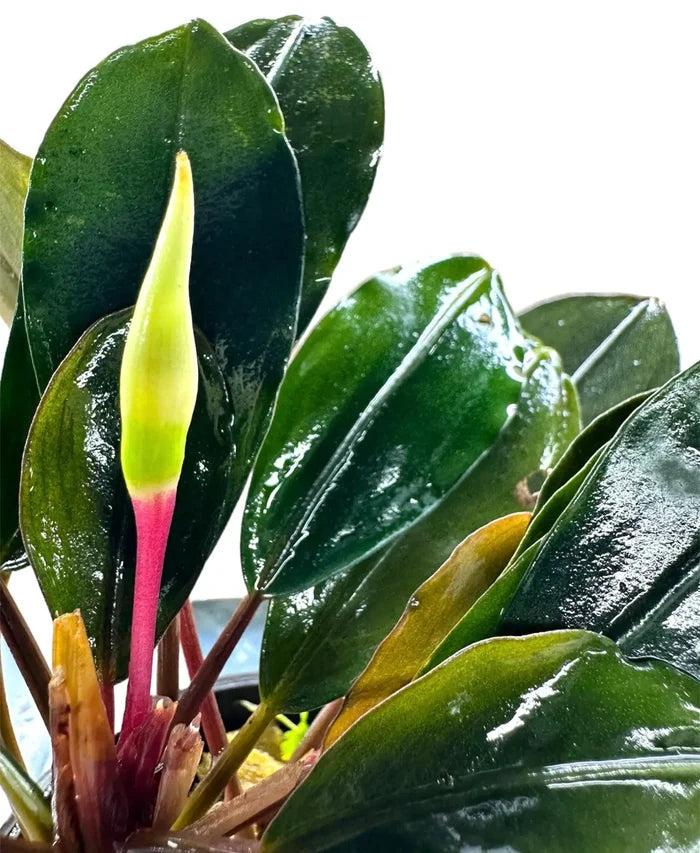 Vibrant Bucephalandra Pearl Grey plant with lime-green and pink bud