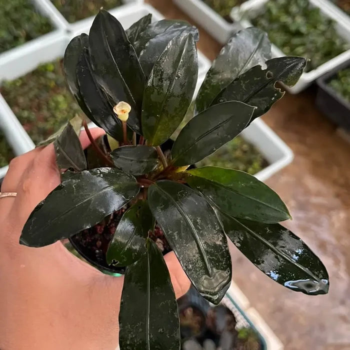 Bucephalandra Pearl Grey glossy dark green leafy plant with a small yellow flower in a black pot