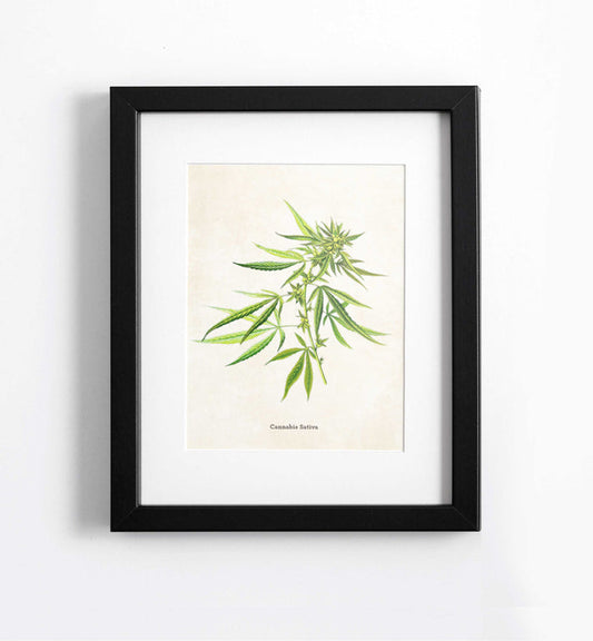 cannabis sativa - botanical cannabis art print