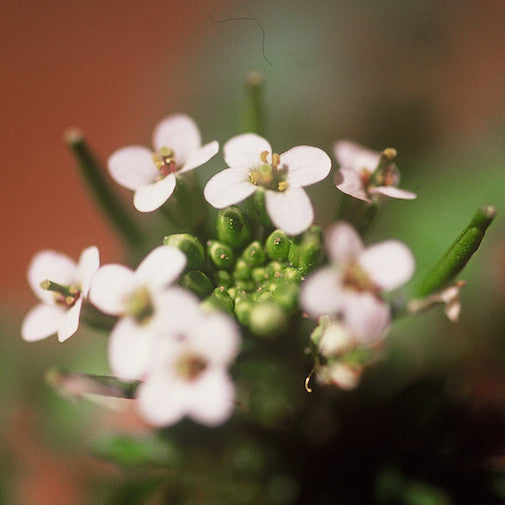 Canyon Watercress