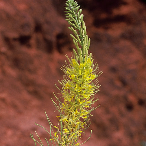 Desert Plume