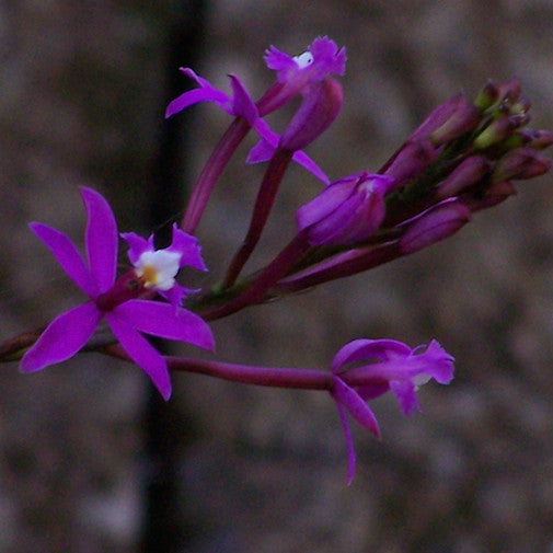 Epidendrum Obrienianum