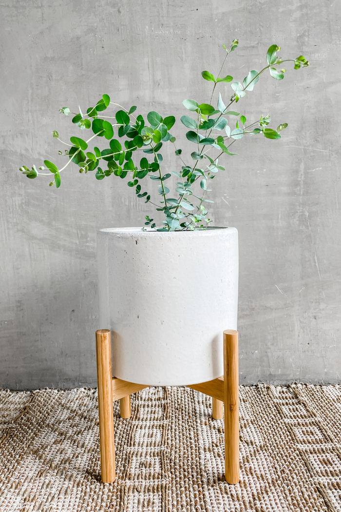 Eucalyptus 'Cinerea'-Wholesale Plants-ECOVIBE