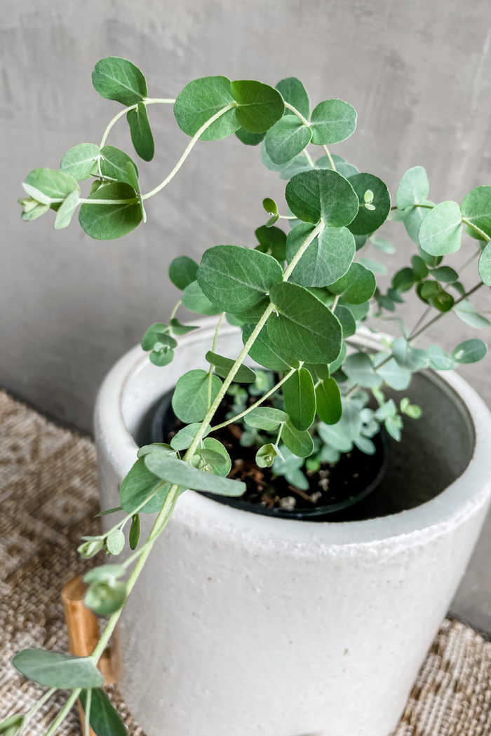Eucalyptus 'Cinerea'-Wholesale Plants-ECOVIBE