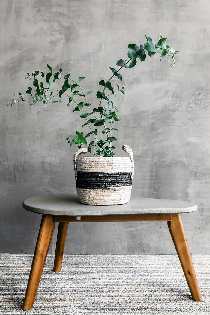 Eucalyptus 'Cinerea'-Wholesale Plants-ECOVIBE