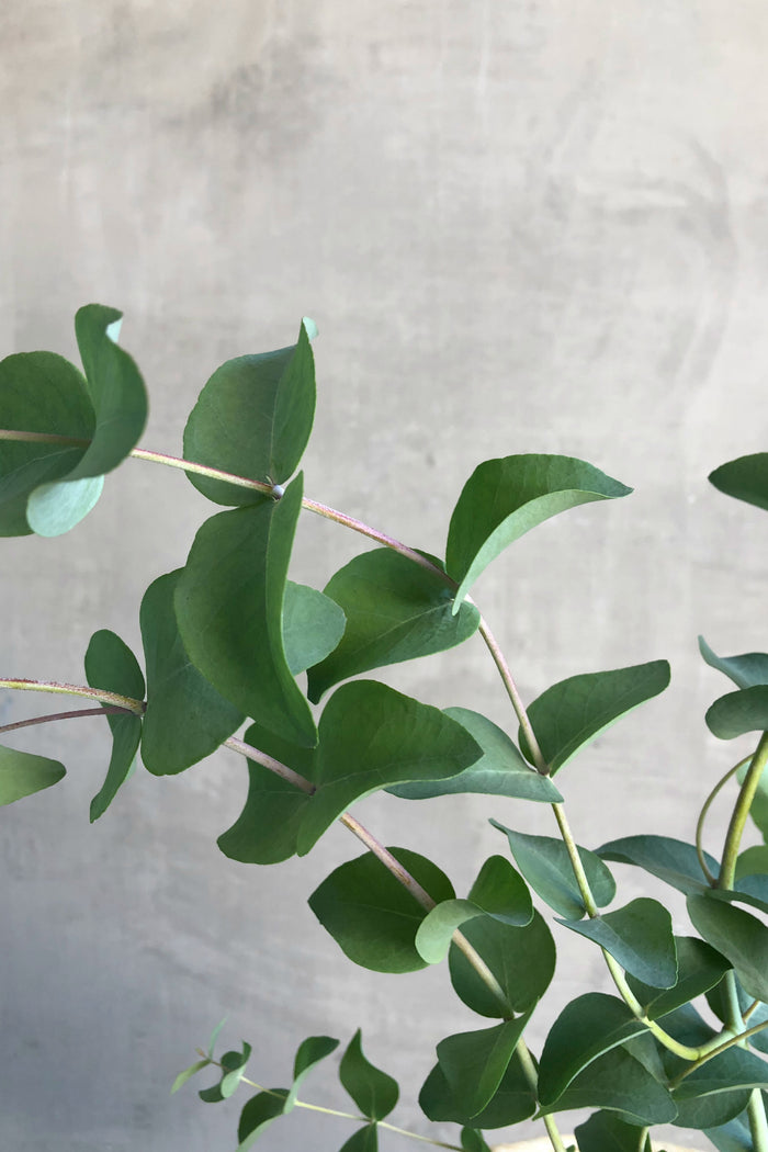 Eucalyptus Archerii