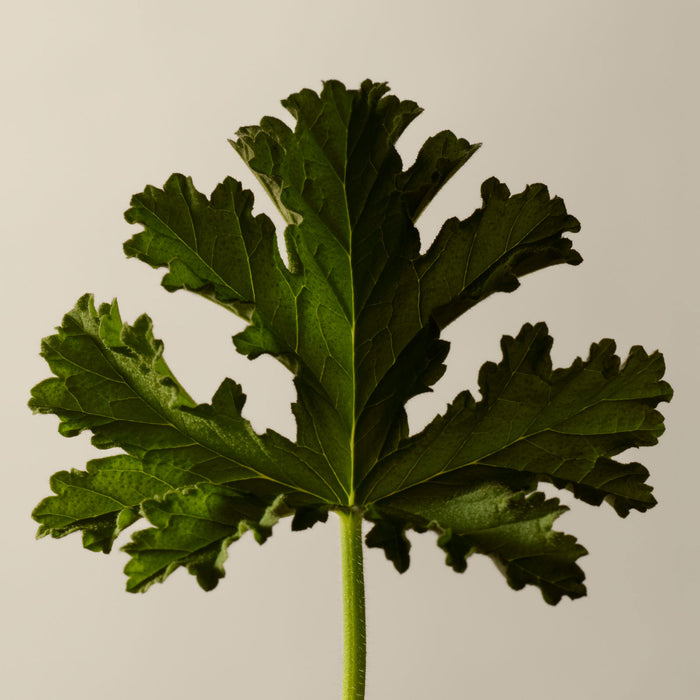 Geranium Leaf Body Cleanser