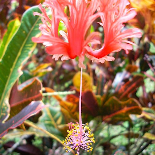 Hibiscus Schizopetalus