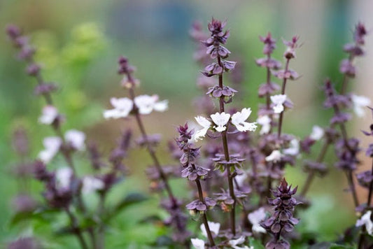 Holy Basil Tincture (Ocimum sanctum) 1:3 45%