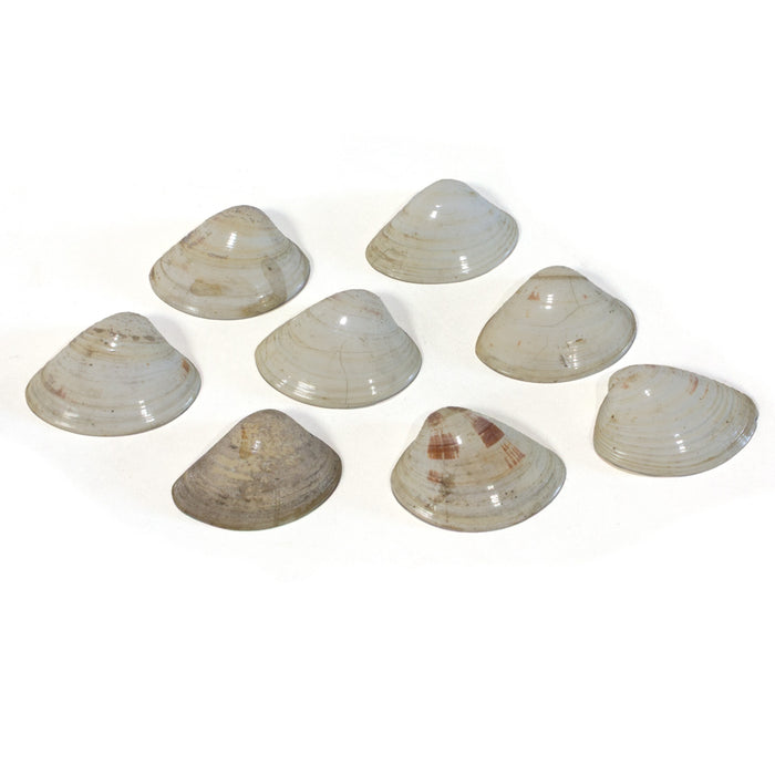 Kai-Awase Unmatched Painted Shells from Memory Game