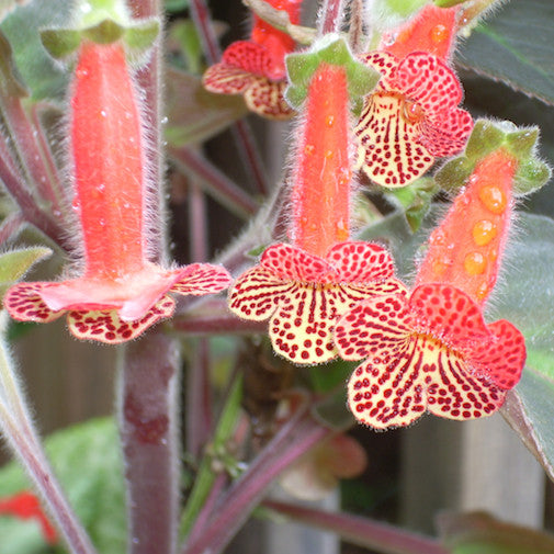 Kohleria