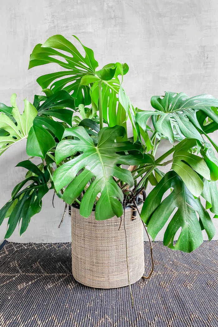 Monstera deliciosa Split Leaf Philodendron