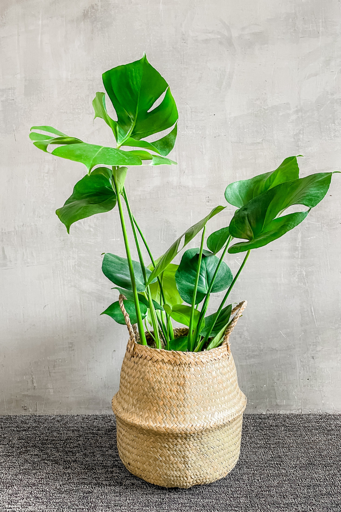 Monstera-Deliciosa-ECOVIBE-Houseplant