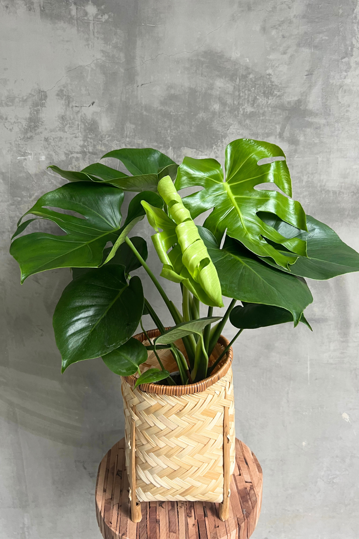 Monstera deliciosa Split Leaf Philodendron