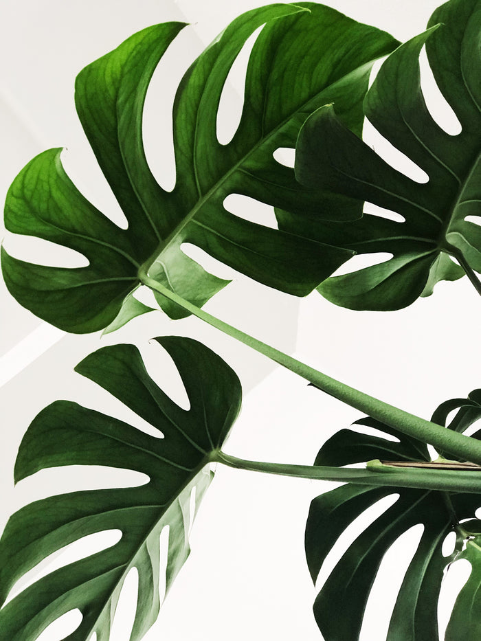 Monstera deliciosa Split Leaf Philodendron