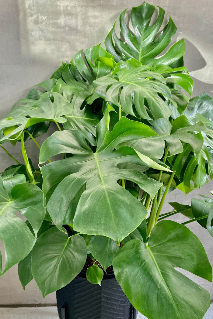 Monstera deliciosa Split Leaf Philodendron