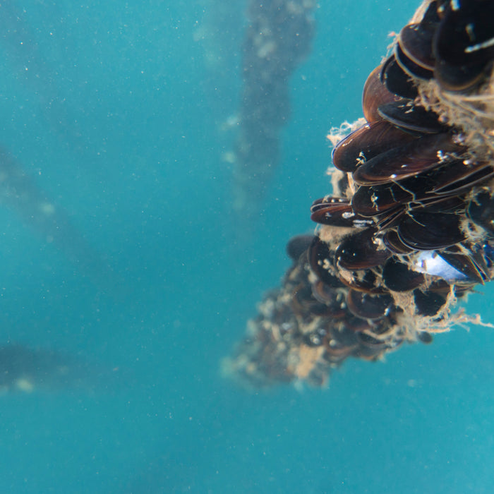 Underwater view of a rope with clusters of responsibly sourced Mussels Lemon Herb by Patagonia Provisions, covered in barnacles and suspended in clear blue water.