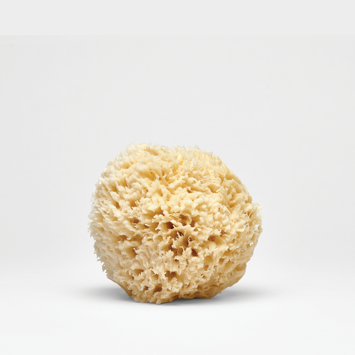 Natural Sea Wool Sponge on white background.