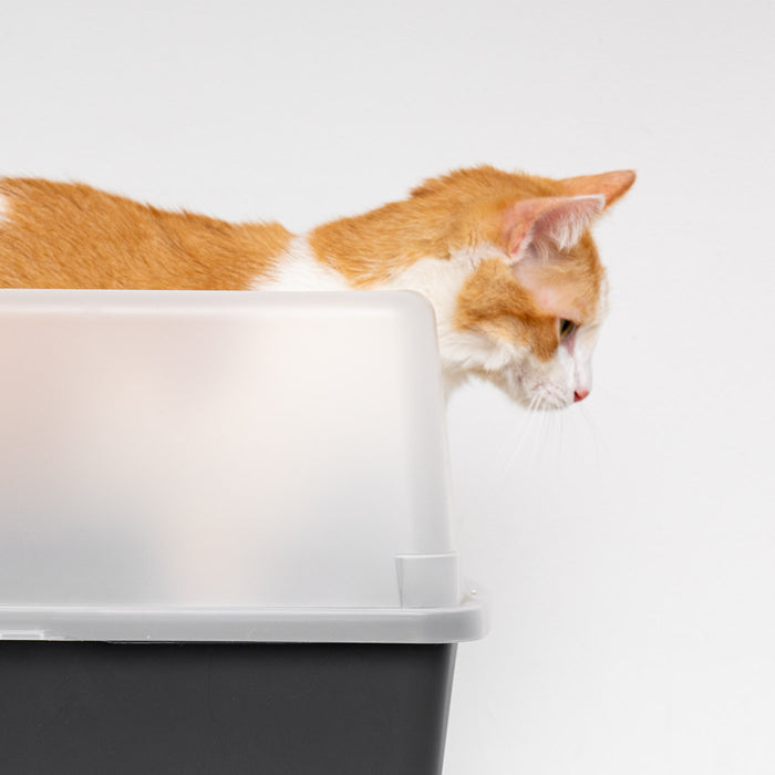 Open-Top Cat Litter Box with Shield and Scoop 2PK - IRIS USA
