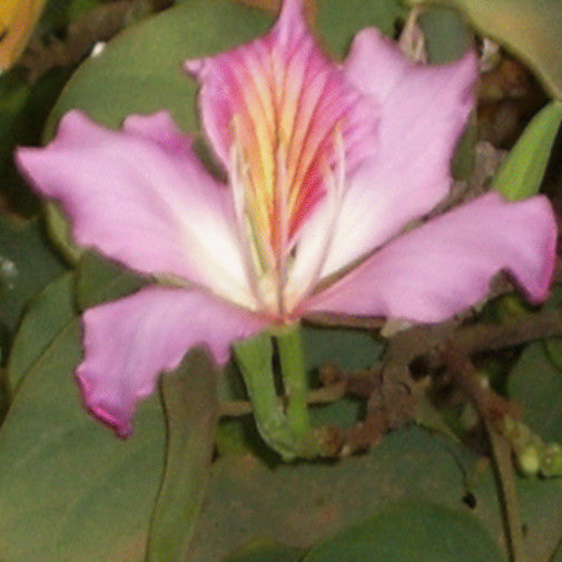 Orchid Tree