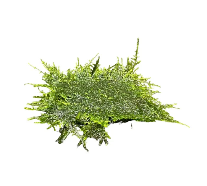 Peacock Moss 3x3 Mat with green delicate fronds for aquariums