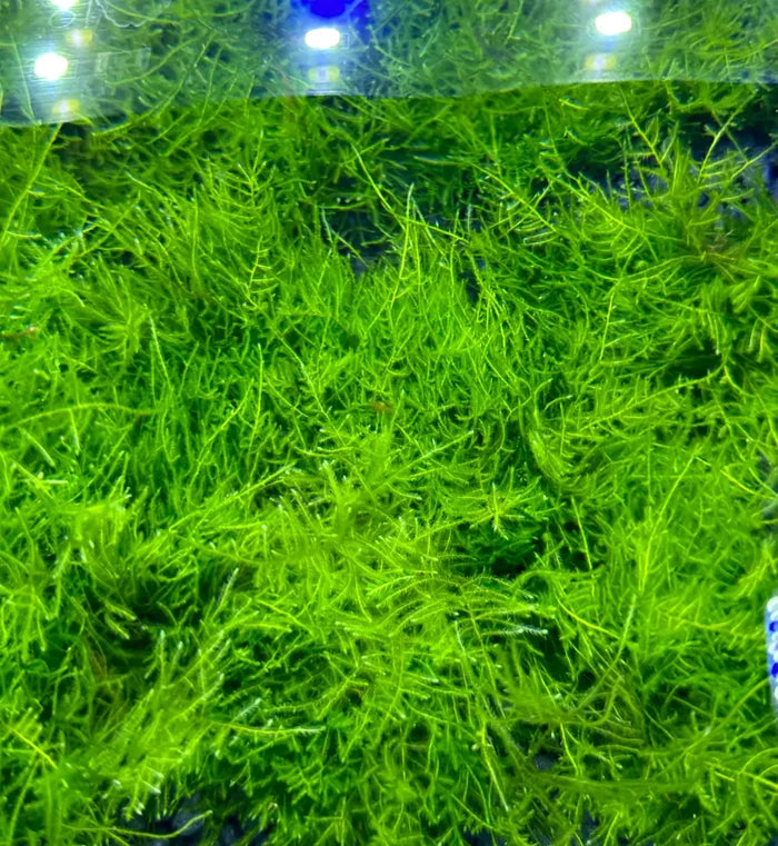Vibrant Peacock Moss 3x3 mat with lush green filaments in aquarium