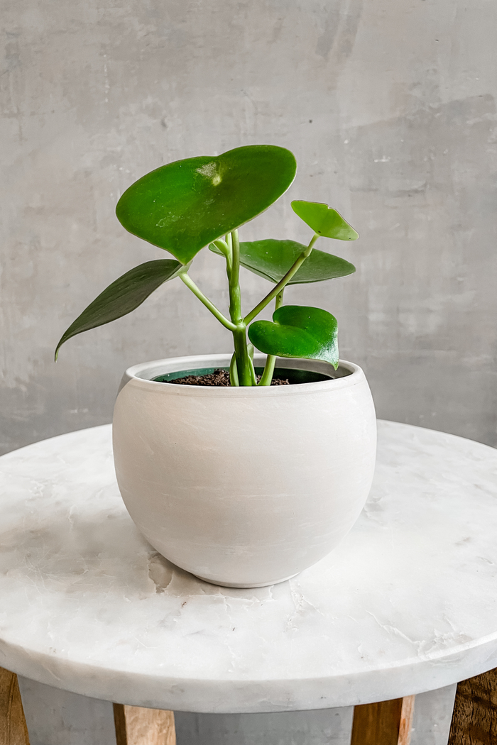 Peperomia 'Raindrop'