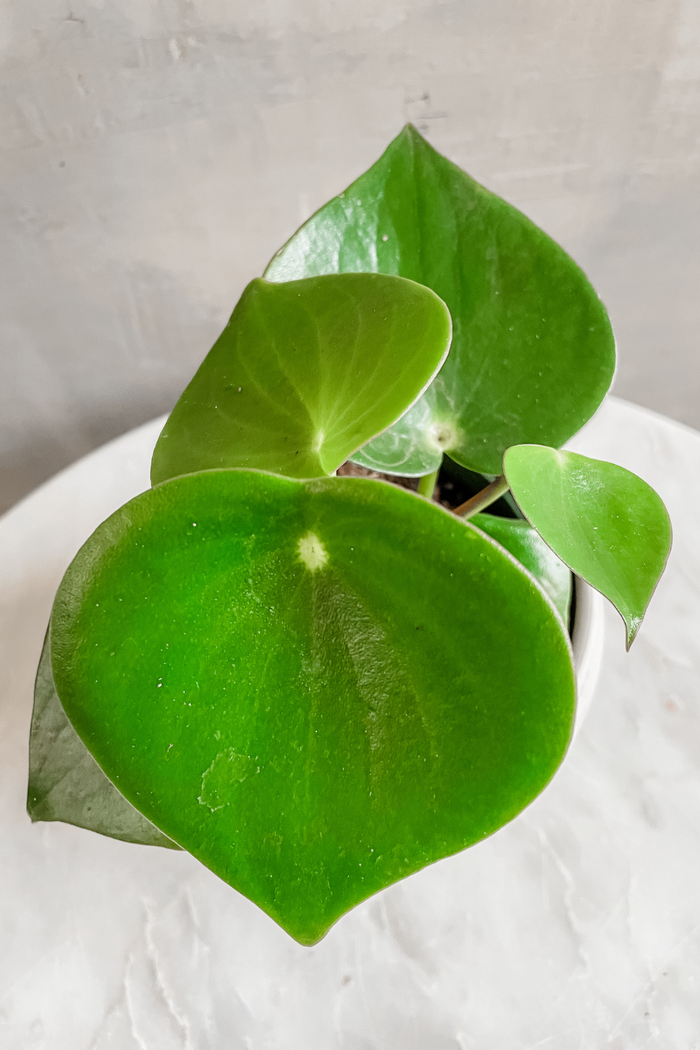 Peperomia 'Raindrop'